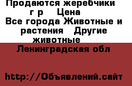 Продаются жеребчики 14,15 16 г.р  › Цена ­ 177 000 - Все города Животные и растения » Другие животные   . Ленинградская обл.